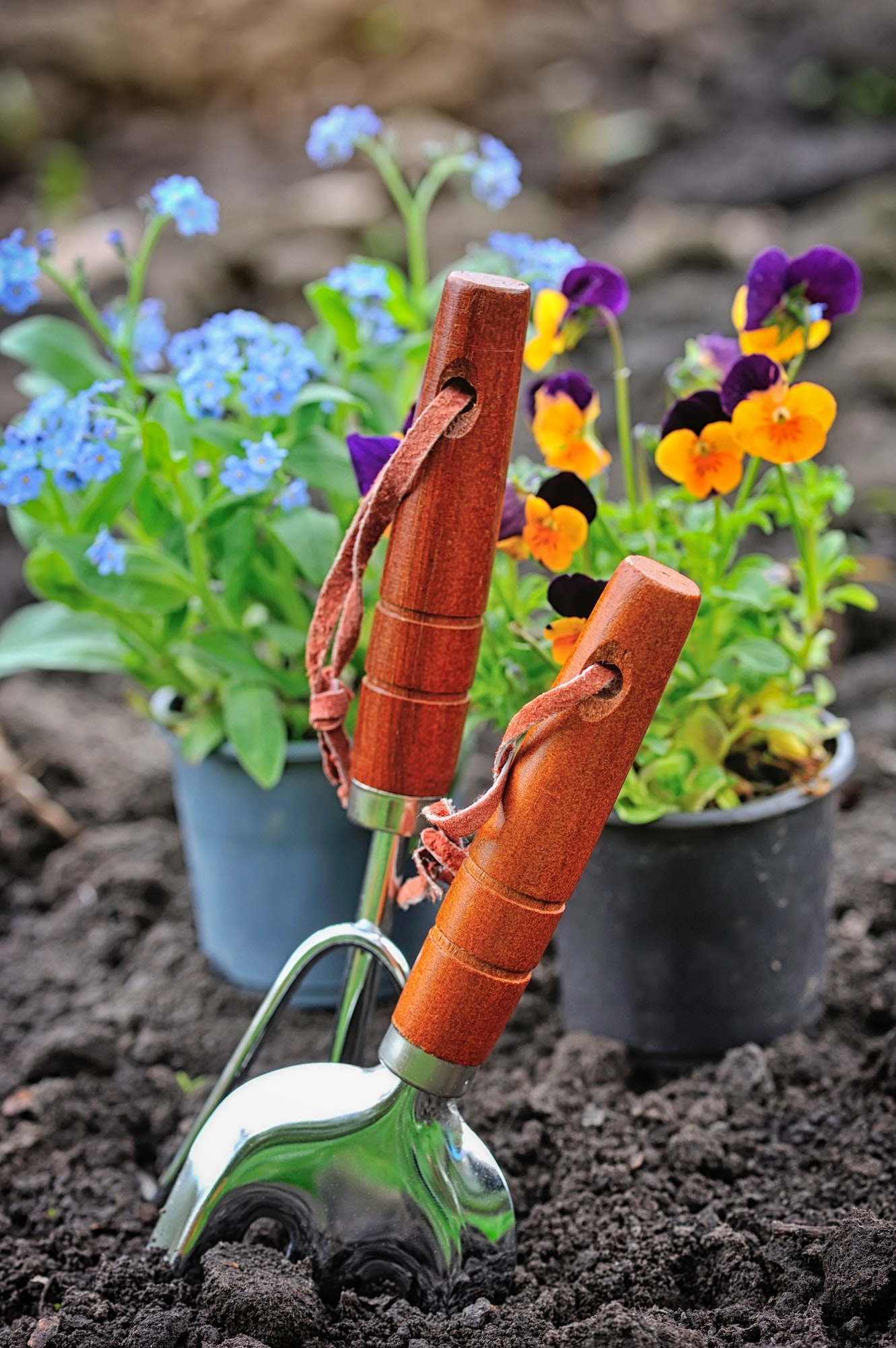 gardening-tools-and-spring-flowers-in-the-garden.jpg